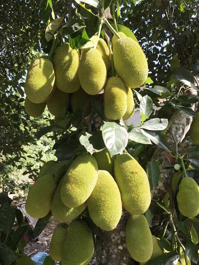 Cây[-]mít[-]"siêu[-]mắn",[-]ra[-]400[-]trái[-]từ[-]gốc[-]lên[-]ngọn